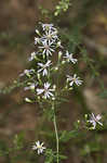 Common blue wood aster